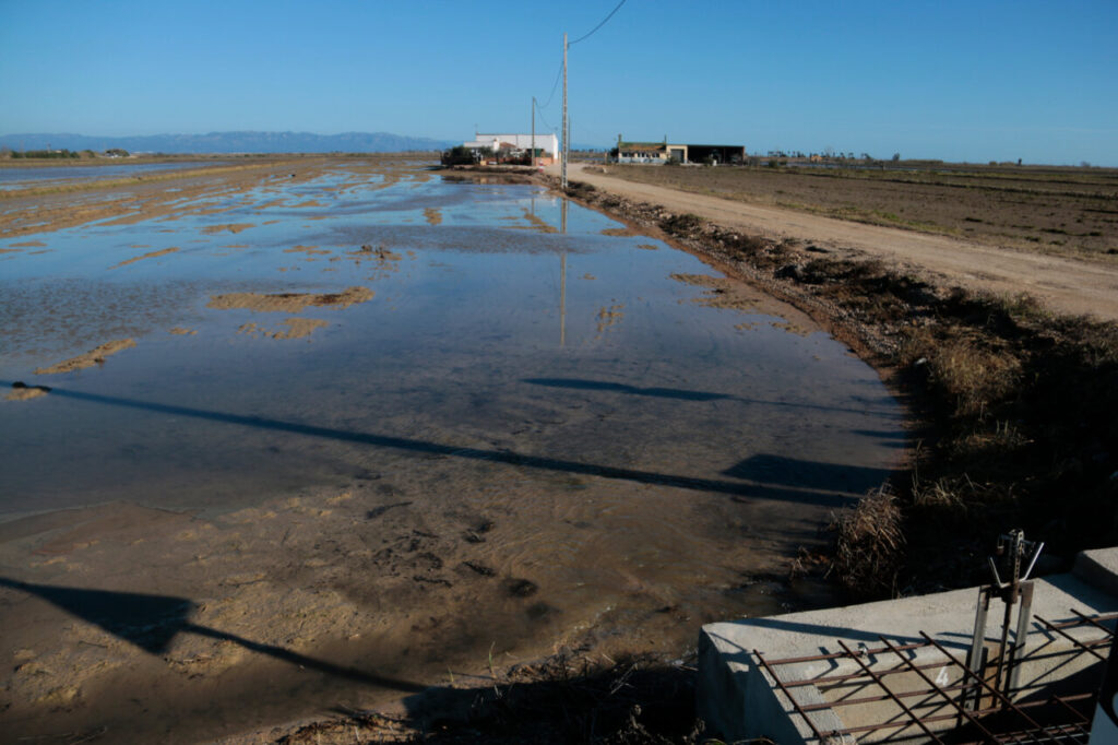Un dels arrossars de Deltebre que s'ha començat a inundar amb aigua dolça per treure'n la salinitat després del temporal de vent que va inundar els camps amb aigua salada (Ariadna Escoda, ACN)
