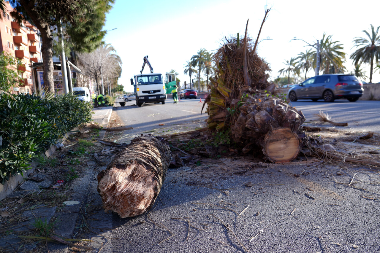 Arbre caigut a la carretera després d'una forta ventada a Catalunya