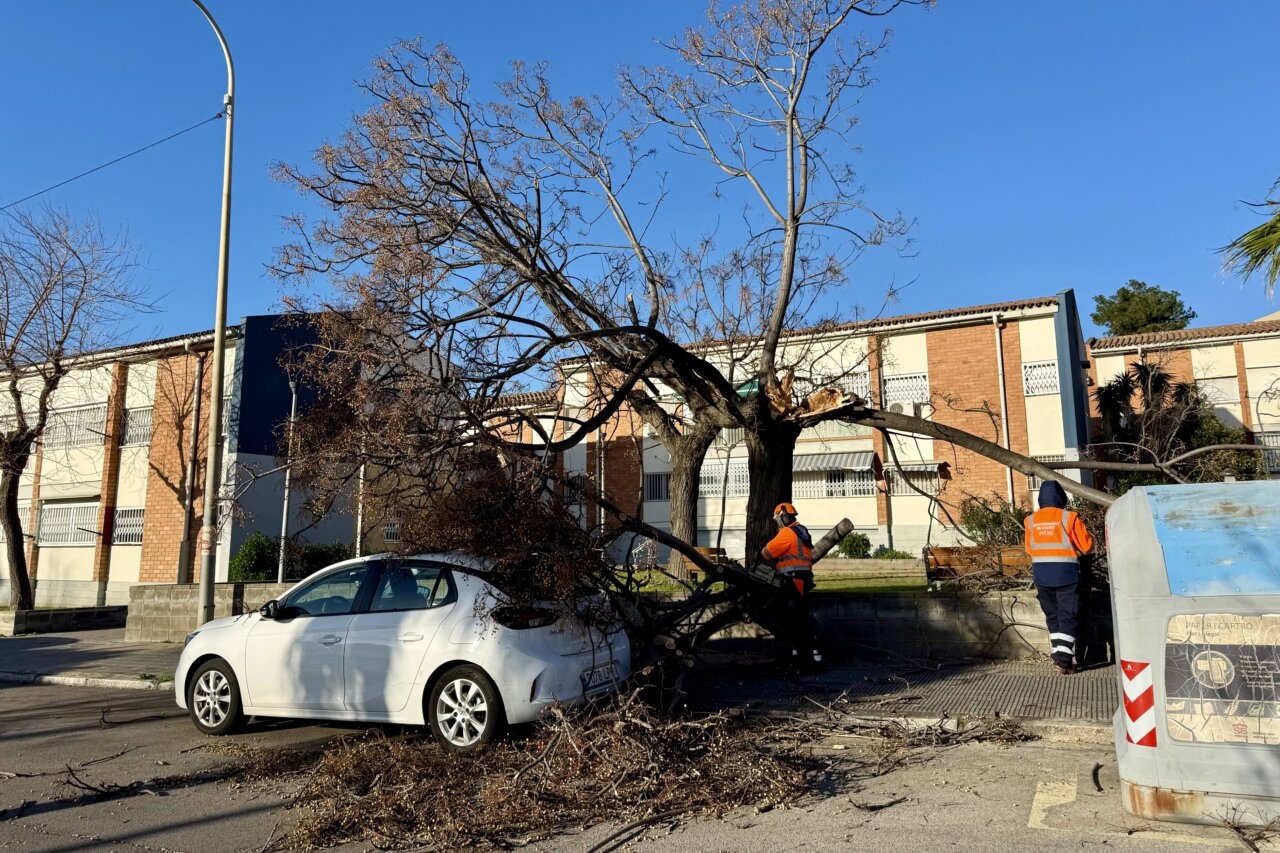 Imatge d'un arbre caigut sobre un cotxe a Barcelona