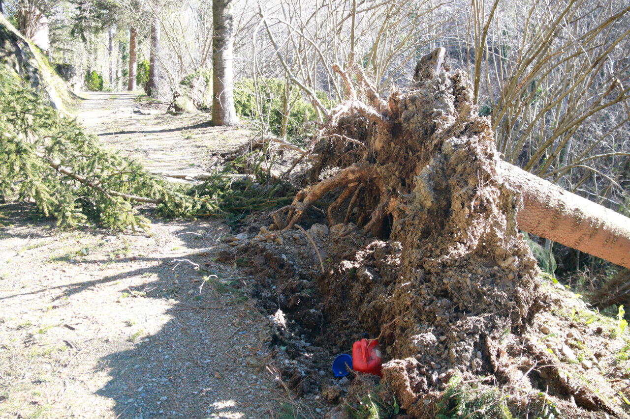Arbres caiguts a l'entrada d'una finca de Molló (Lourdes Casademont, ACN)