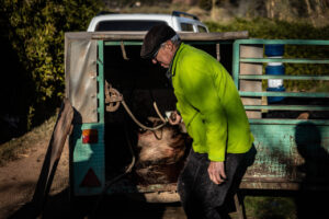 Un caçador guarda un porc senglar abatut a la furgoneta (ACN - Jordi Borràs)