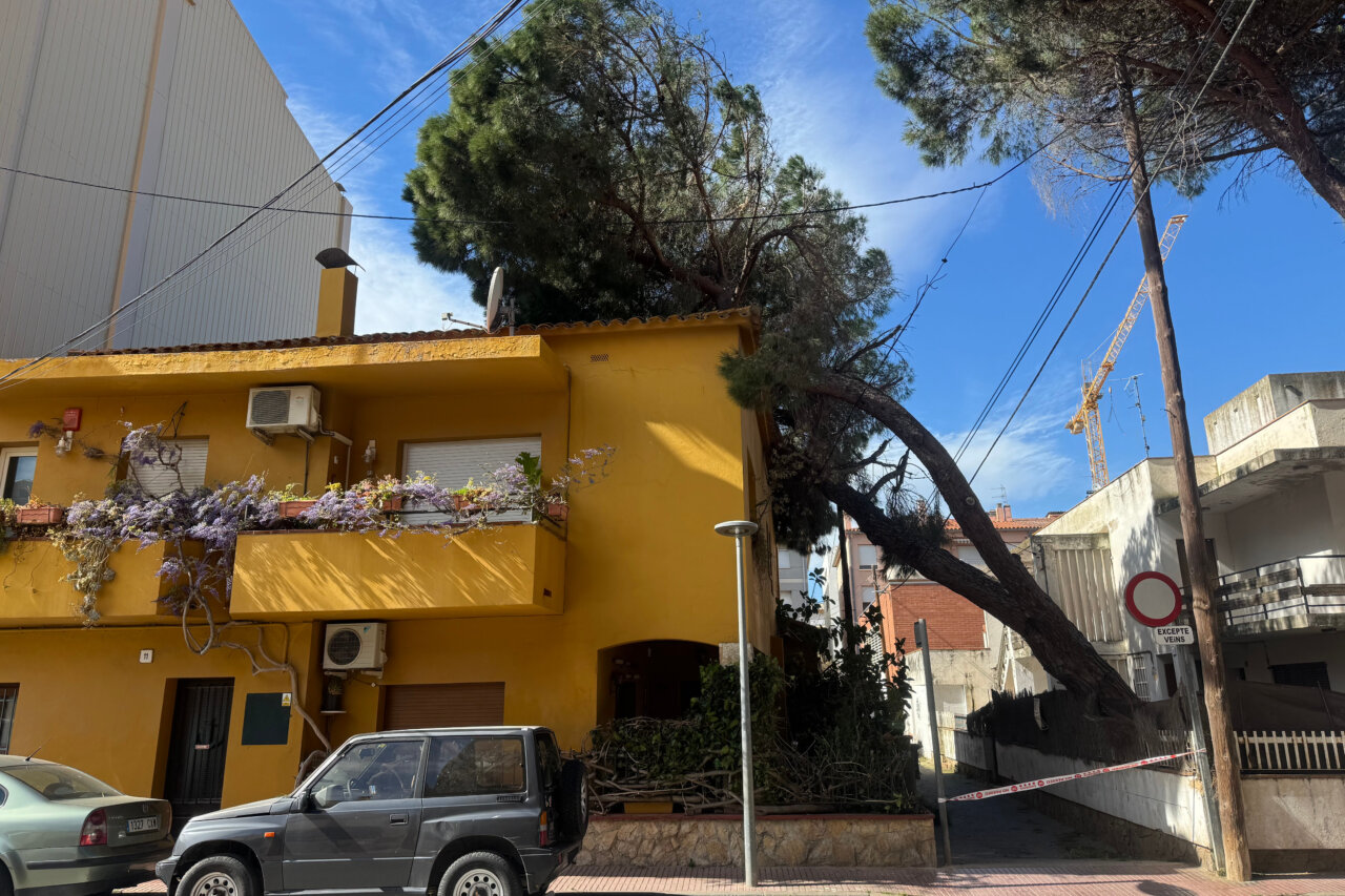 Arbre caigut a Sant Antoni de Calonge