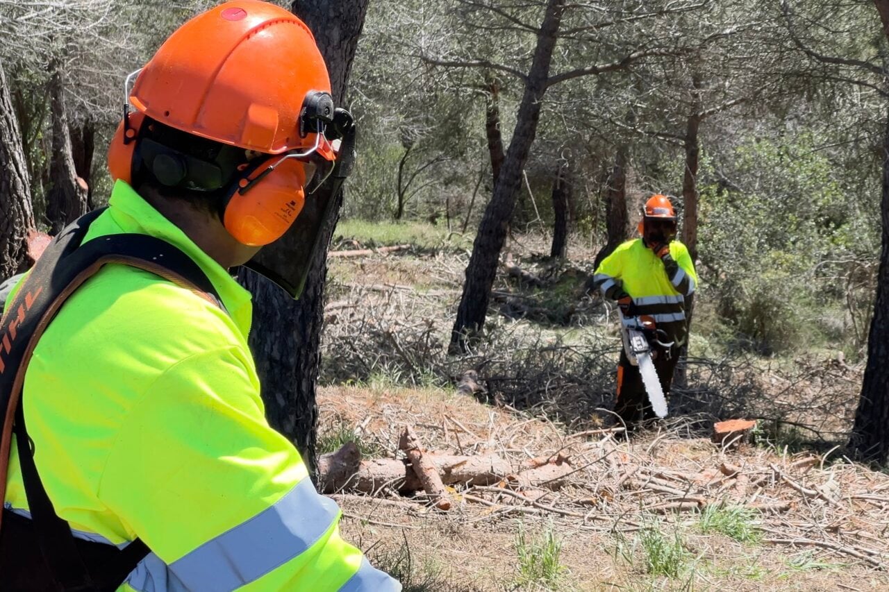 Desbrossament forestal a Collserola (Albert Segura - ACN)