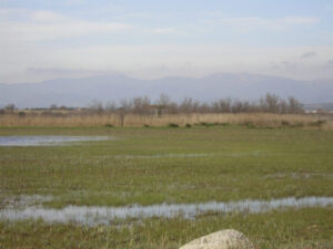 Paisatge dels Aiguamolls de l'Empordà amb vegetació i muntanyes al fons. (GenCat)