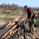 L'enginyer forestal Jordi Galofré comprovant l'afectació biològica de pins cremats que han tallat a Xerta (Anna Ferràs, ACN)