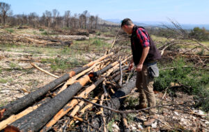 L'enginyer forestal Jordi Galofré comprovant l'afectació biològica de pins cremats que han tallat a Xerta (Anna Ferràs, ACN)