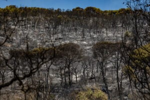 Zona cremada de l'incendi de la Bisbal (Jordi Borràs, ACN)